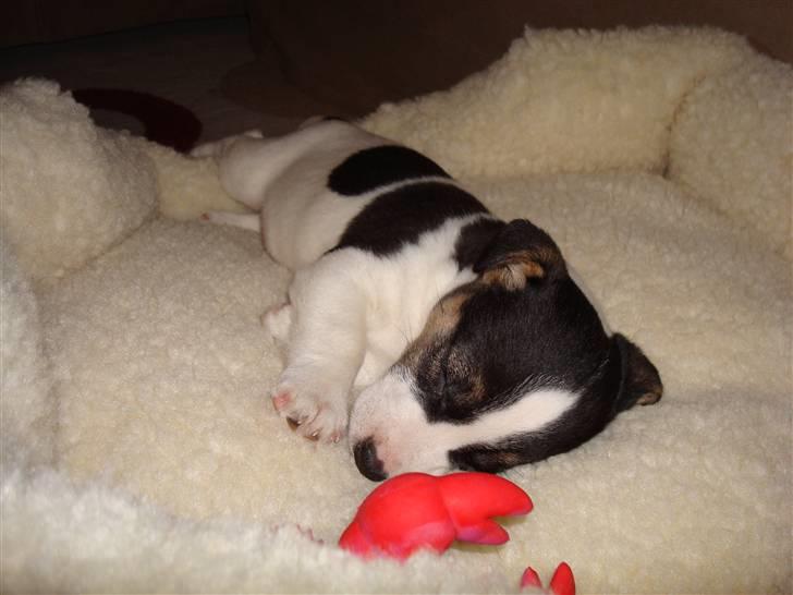 Jack russell terrier Aygo  - Her afprøver jeg lige min nye kurv efter jeg er kommet til mit nye hjem (2.feb 08) billede 1