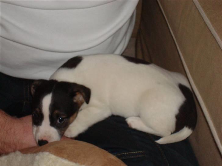 Jack russell terrier Aygo  - Var der nogen der sagde puttegris (2.feb 08) billede 2