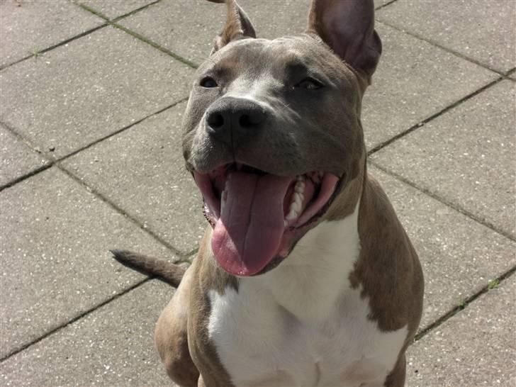 Amerikansk staffordshire terrier Kato billede 14