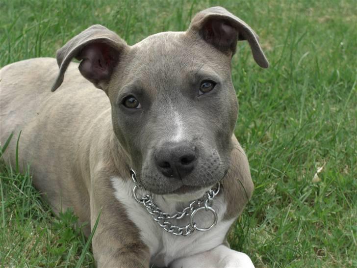 Amerikansk staffordshire terrier Kato billede 15