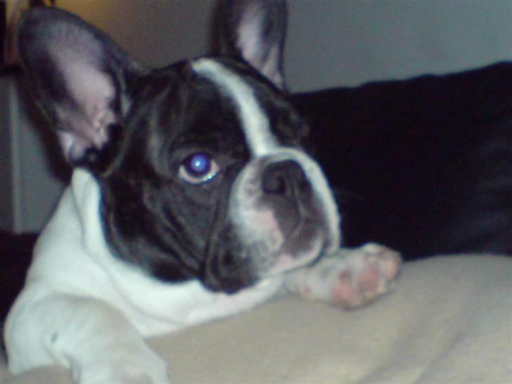 Fransk bulldog Simba billede 1