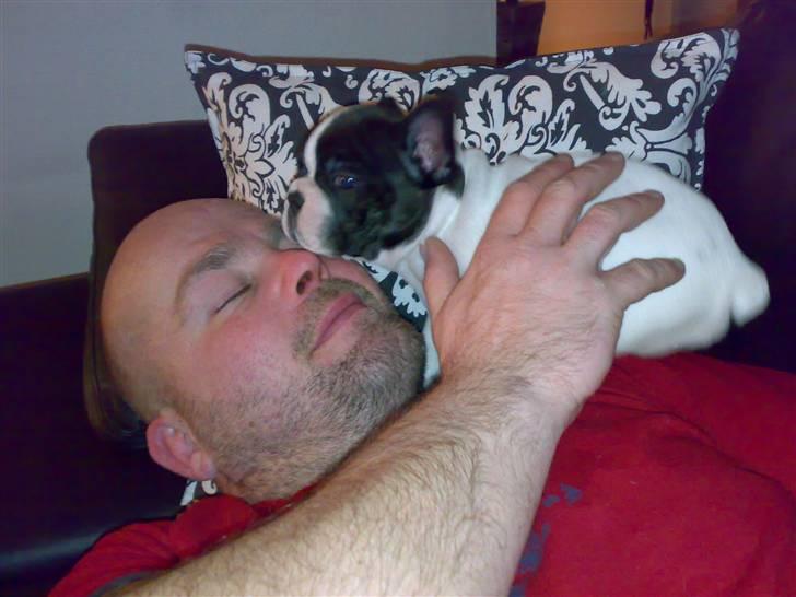 Fransk bulldog Simba - min første lur sammen med "far" billede 2