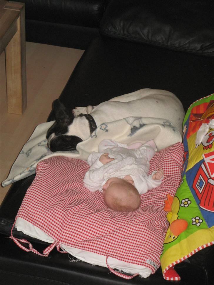 Fransk bulldog Simba - ååååh sover med my best buddy billede 3