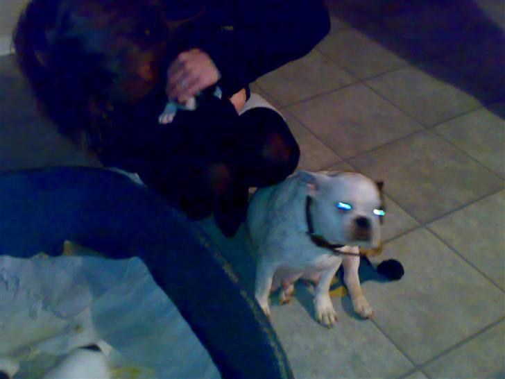 Fransk bulldog Simba - min mor billede 4