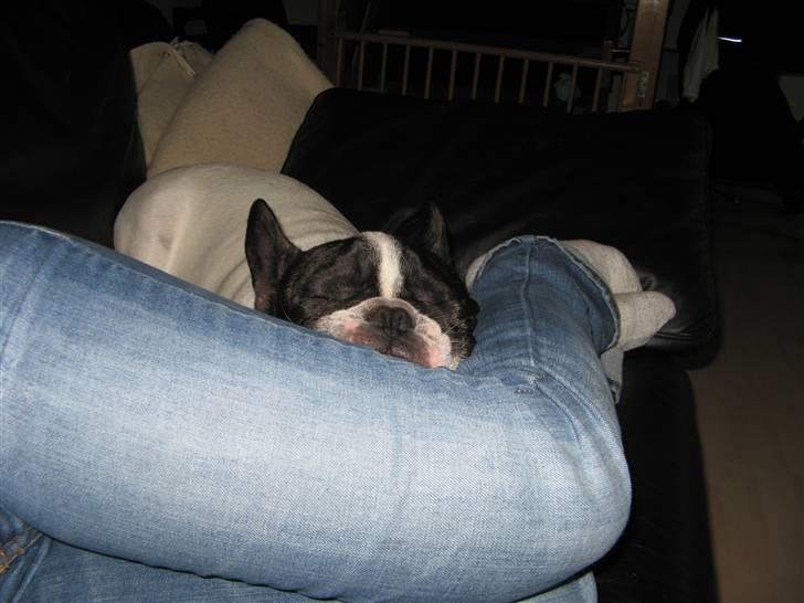 Fransk bulldog Simba - det bedste sted at putte mmmmmm billede 5