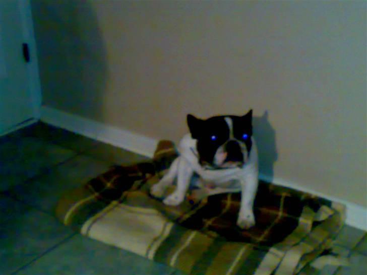 Fransk bulldog Simba - Min far... Lille Bob billede 7