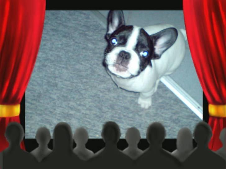 Fransk bulldog Simba - Man er vel en "movie-star" billede 8