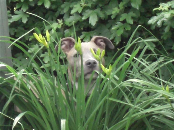 Amerikansk staffordshire terrier Kato billede 16