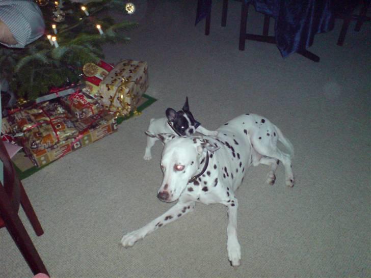 Fransk bulldog Simba - Lidt leg med "fætter" Cæsar billede 9