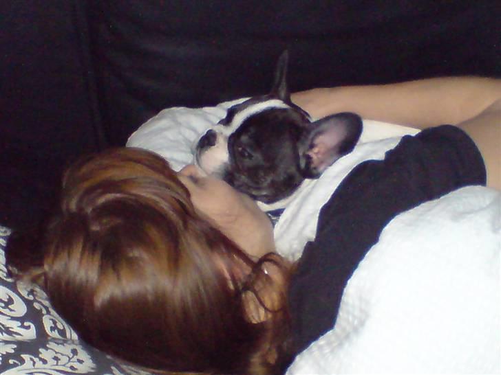 Fransk bulldog Simba - Lille lur sammen med "mor" billede 10