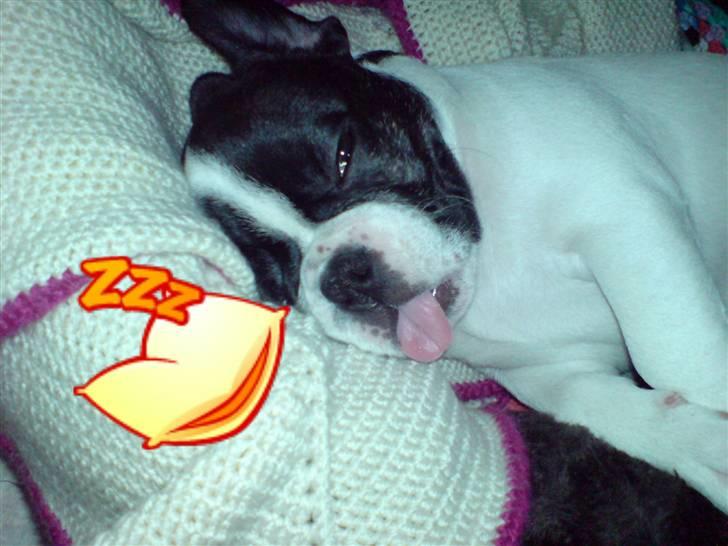 Fransk bulldog Simba - ZZZZZZZ....(det gør jeg meget) billede 11