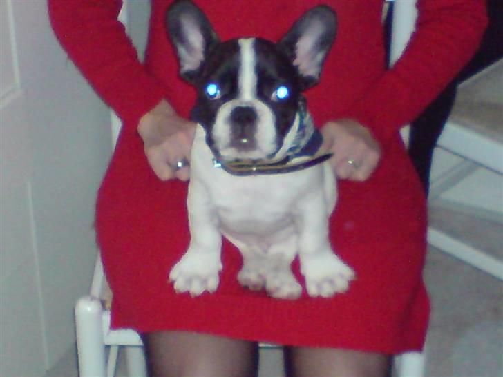 Fransk bulldog Simba - Nu er "mor" og jeg fine, og klar til at tage i byen billede 12