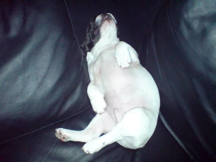 Fransk bulldog Simba - sover igen billede 13