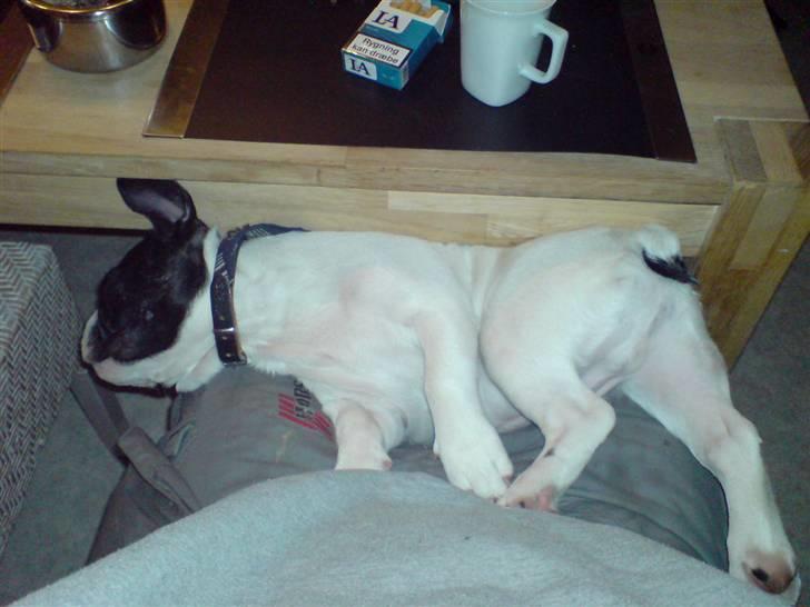 Fransk bulldog Simba - ...og igen billede 14