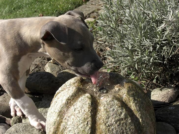 Amerikansk staffordshire terrier Kato billede 17