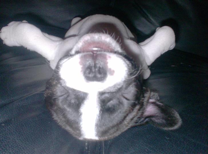 Fransk bulldog Simba - ...og igen igen billede 15