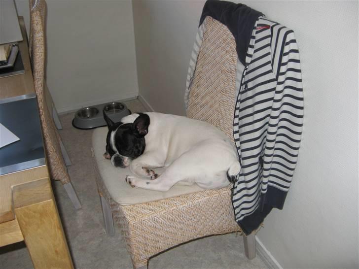 Fransk bulldog Simba - Uhmm...."far´s" stol (her fra kan jeg faktisk nå sukkerskålen på bordet) billede 16