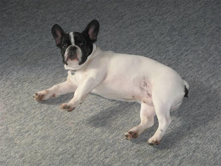 Fransk bulldog Simba - Yes det er mig billede 17