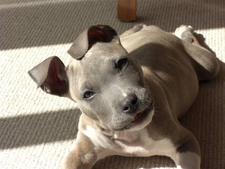 Amerikansk staffordshire terrier Kato billede 18