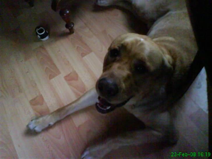 Blanding af racer Tcha tcha - leg med mig. billede 1