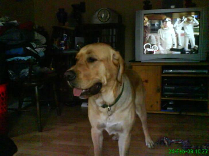 Blanding af racer Tcha tcha billede 2