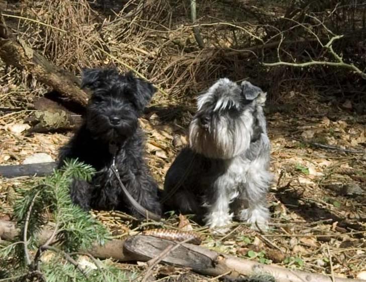 Dvaergschnauzer Kenzo billede 8