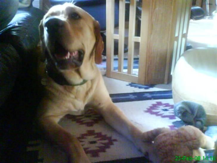 Blanding af racer Tcha tcha - tager en slapper. billede 3