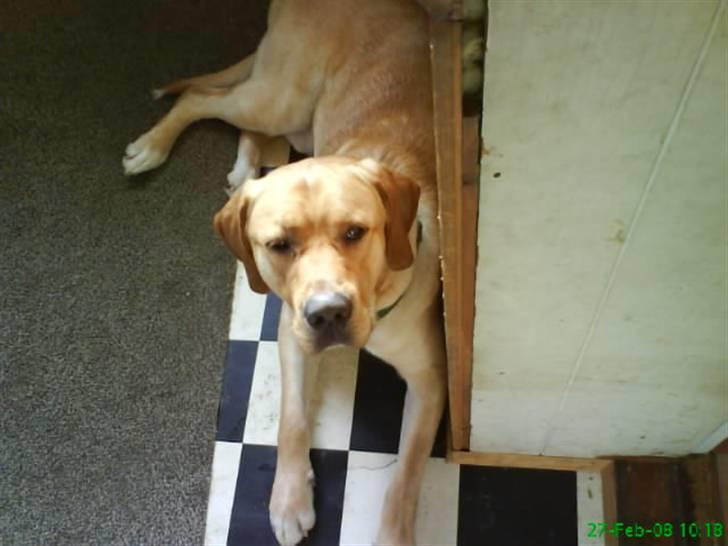 Blanding af racer Tcha tcha - nu er jeg træt billede 4