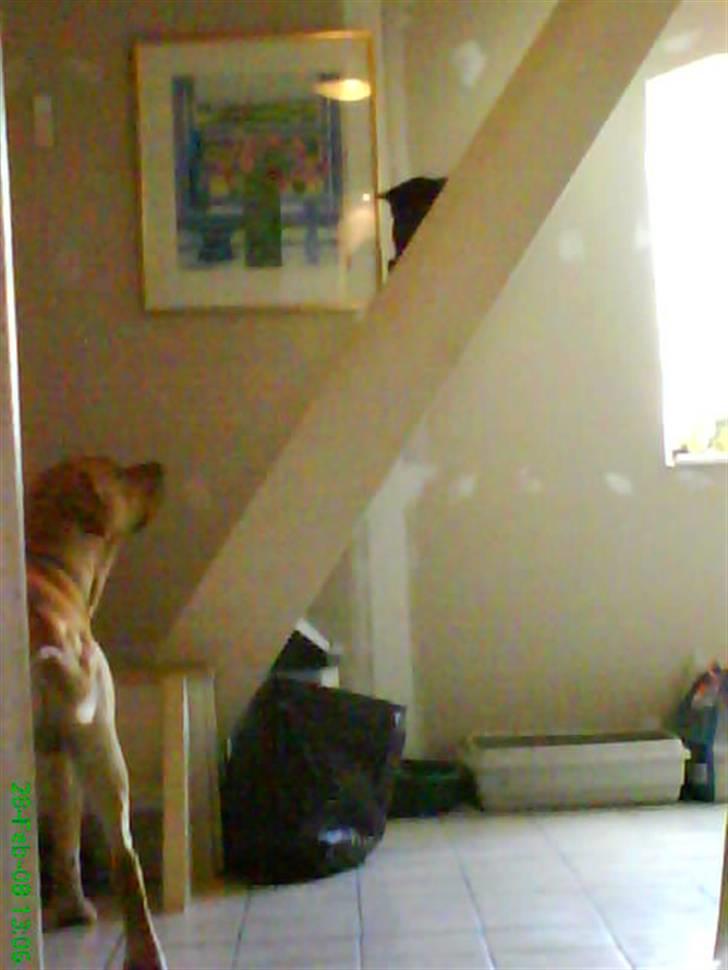 Blanding af racer Tcha tcha - katten er så sød. billede 5