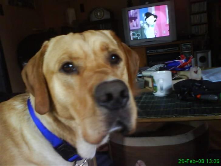 Blanding af racer Tcha tcha - hej med jer. billede 6