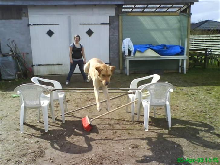 Blanding af racer Tcha tcha - spring(: billede 7