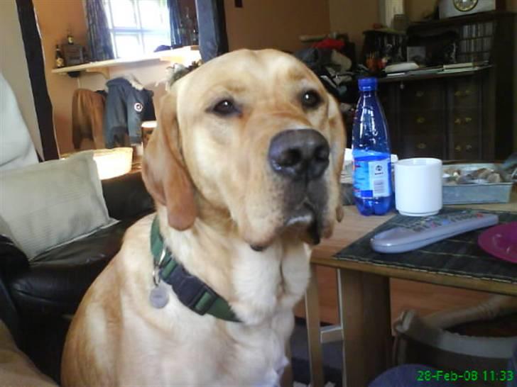 Blanding af racer Tcha tcha - flotte hund billede 8