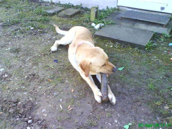 Blanding af racer Tcha tcha - min pind!!!! billede 9