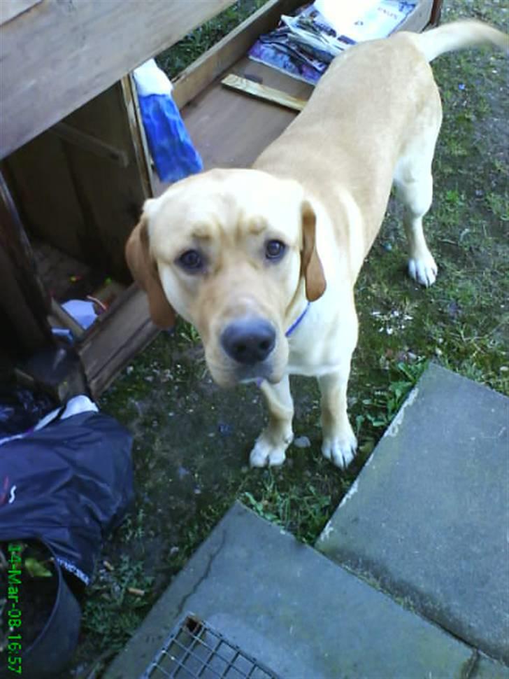 Blanding af racer Tcha tcha - Tcha tcha udtales sacha billede 10