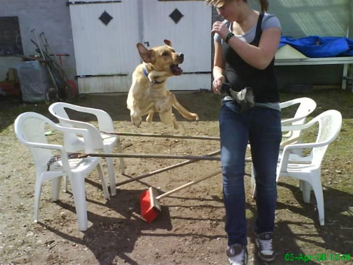 Blanding af racer Tcha tcha - jubiiiii. det er sjovt og springe!! billede 11