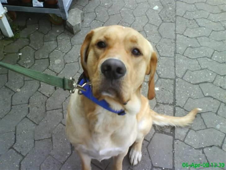 Blanding af racer Tcha tcha - skal ud og gå tur. billede 12