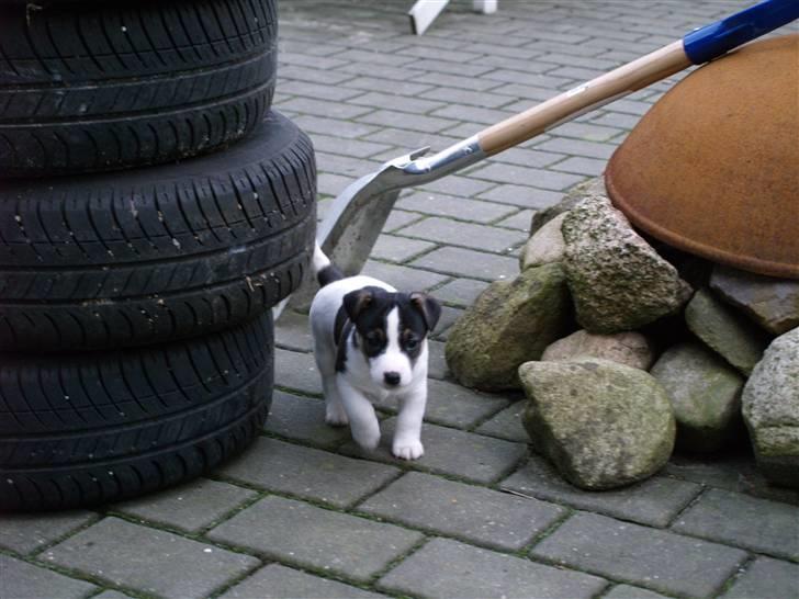 Jack russell terrier Aygo  - Fuld fart på i min have billede 3