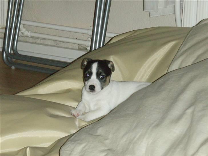 Jack russell terrier Aygo  - Nøj se lige hvor lille jeg er i min store fatboy:-) (4.feb 08) billede 4