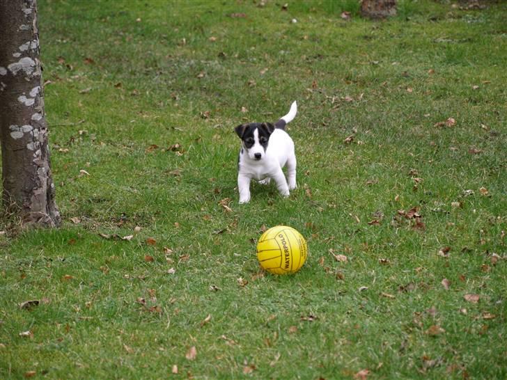 Jack russell terrier Aygo  - Her leger jeg så lige med min gule boldt billede 5