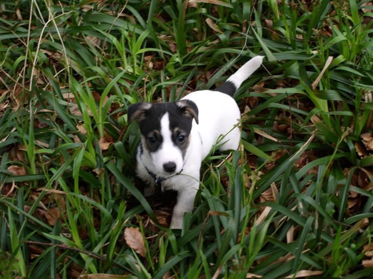 Jack russell terrier Aygo  - Her er jeg lige ude og finde ud af hvad en skov er billede 7