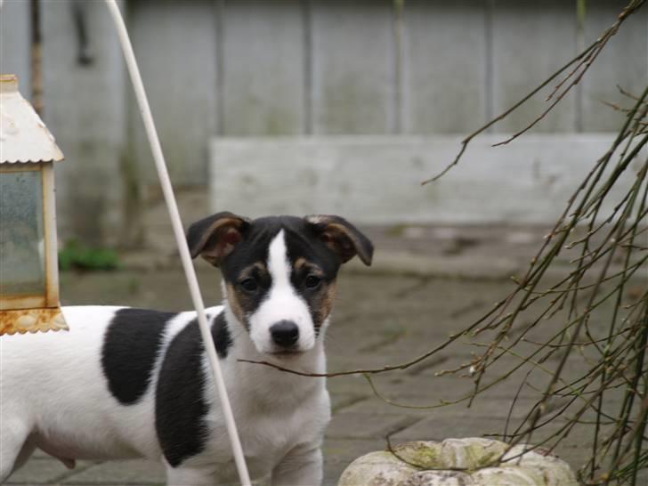 Jack russell terrier Aygo  - Jeg nyder lige det gode vejr i haven billede 9