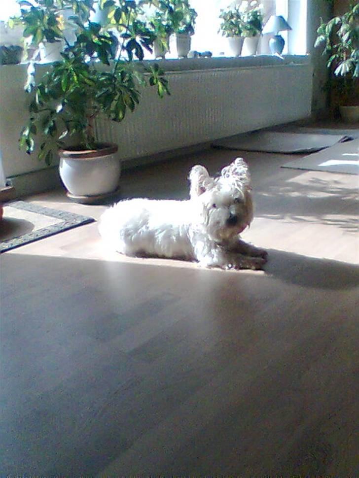 West highland white terrier Bella <33  - Stuens hersker x) billede 2