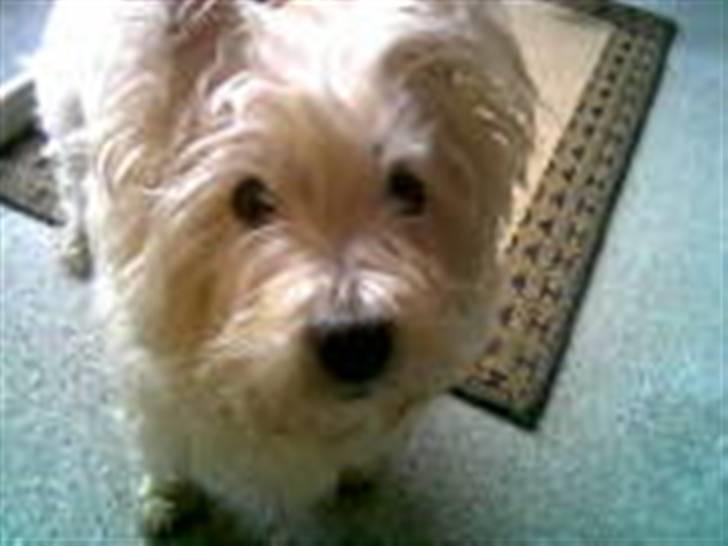 West highland white terrier Bella <33  - Mathiiiilde, har du ikke noget til mig? :) *Undskyld kvaliteten!* billede 3