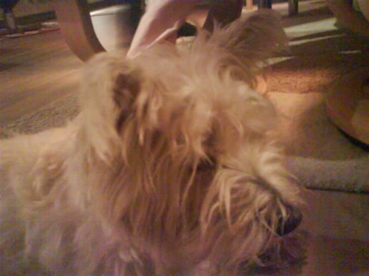 West highland white terrier Bella <33  - Ihh! Det er miin prinsesse <3! billede 4