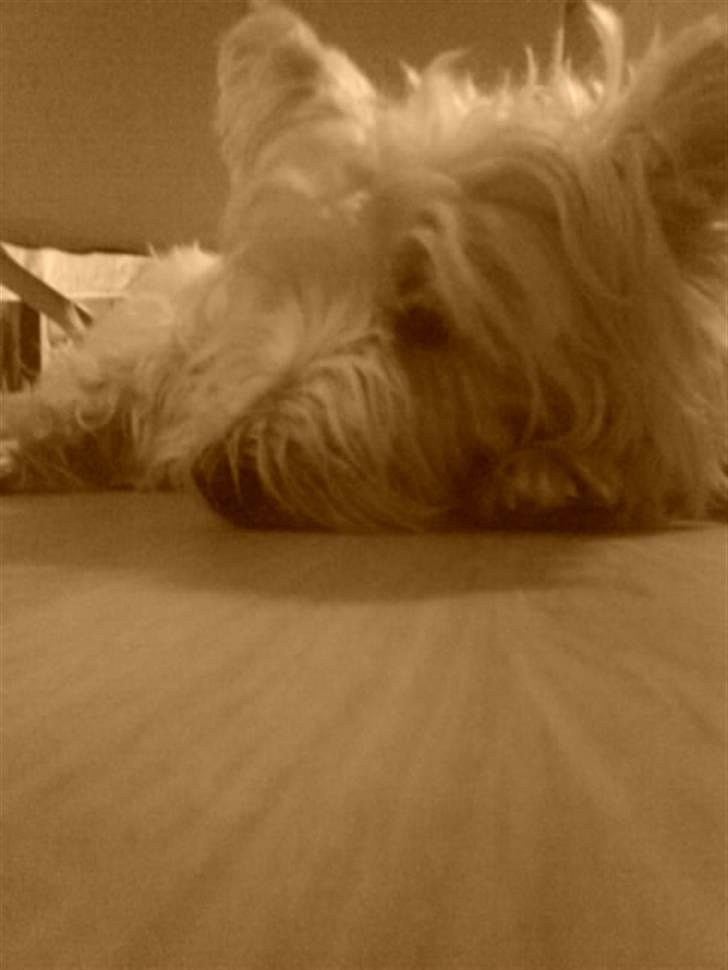 West highland white terrier Bella <33  - En lille træt vovse :´) <3 billede 5