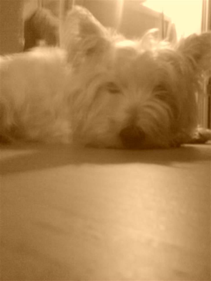 West highland white terrier Bella <33  - Ihh, hvor sødt! <3 billede 6