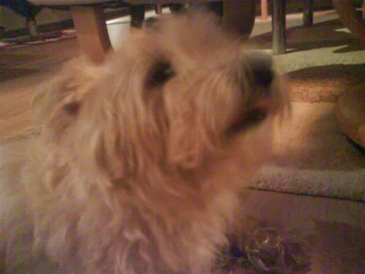 West highland white terrier Bella <33  - Bee om! billede 7