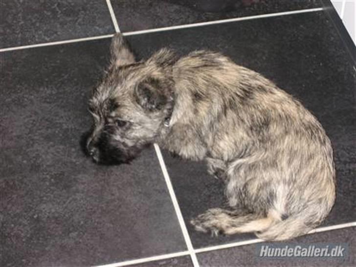 Cairn terrier Zeus - Ihh.. Så lille og træt :D billede 2