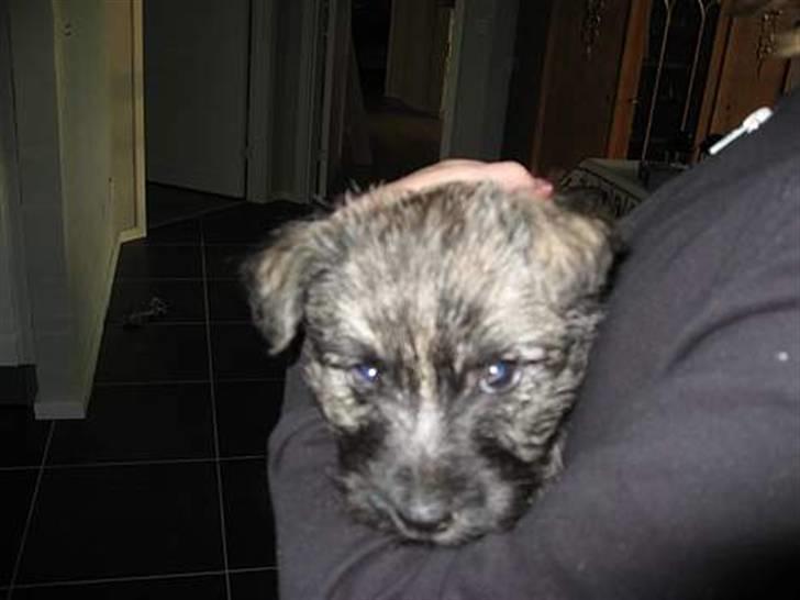Cairn terrier Zeus - Da han var en lille skid :) <3 billede 3