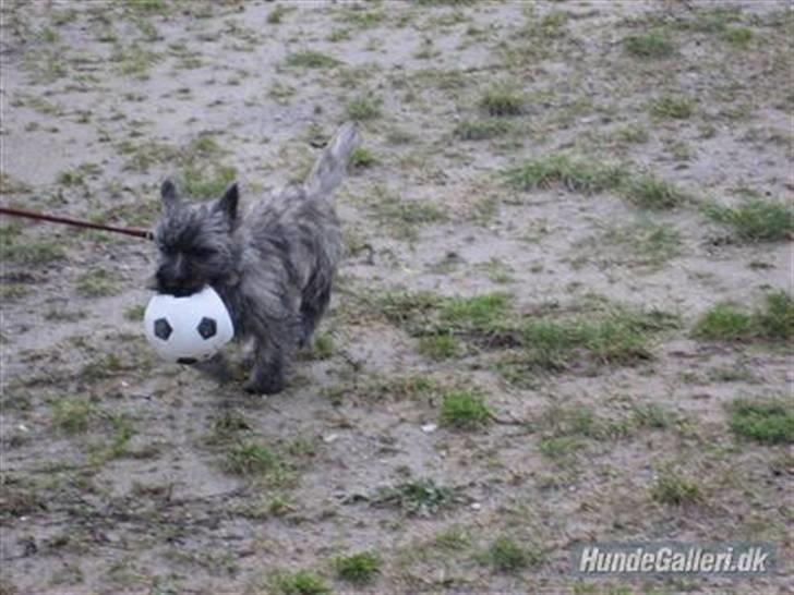 Cairn terrier Zeus - Thihi. Den nye Ronaldo! <3 billede 4